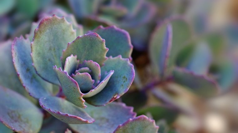 Les plantes grasses d'extérieur résistantes au gel