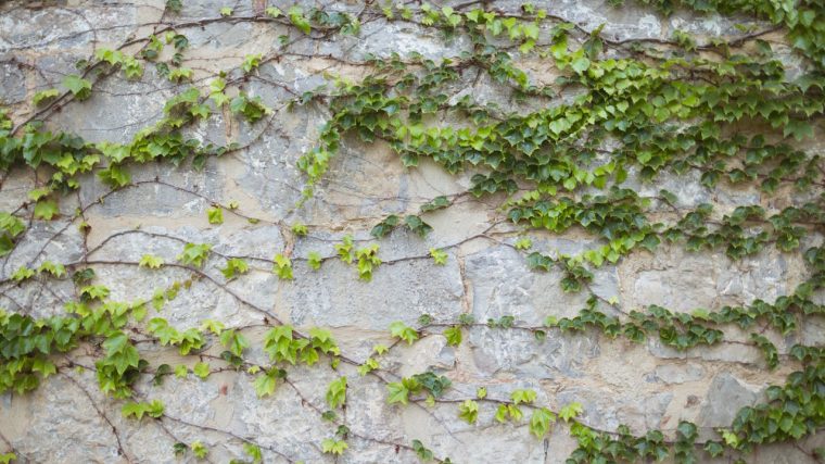 Les meilleures plantes grimpantes pour embellir votre extérieur