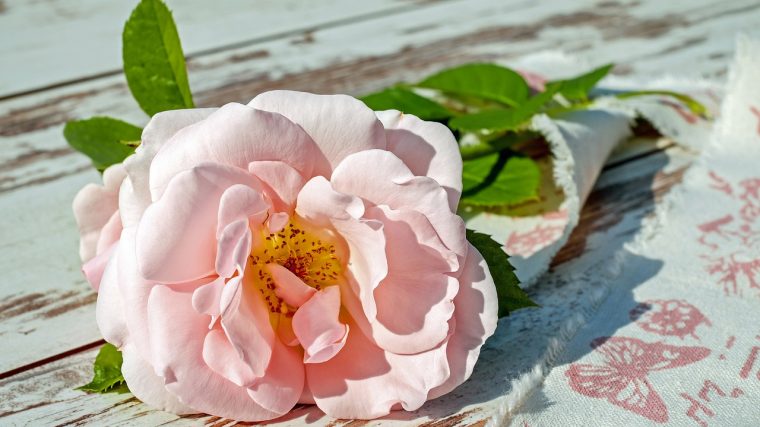 ce que vous devez savoir sur la Signification des couleurs des roses
