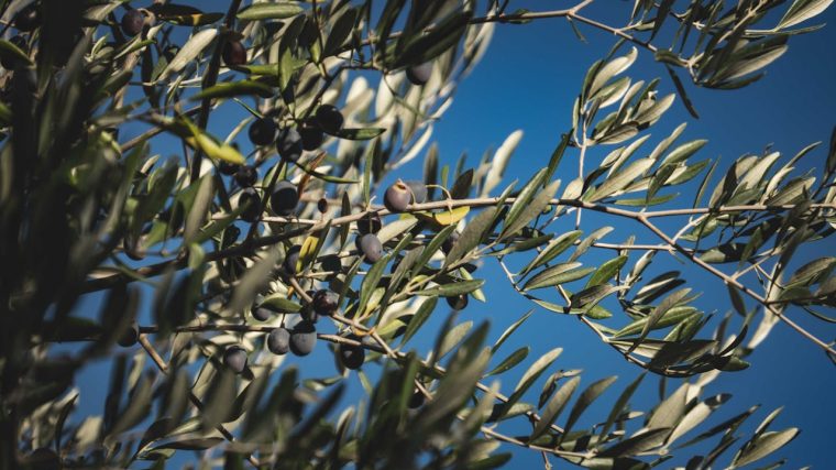 Les meilleurs arbustes méditerranéens pour profiter du plein soleil