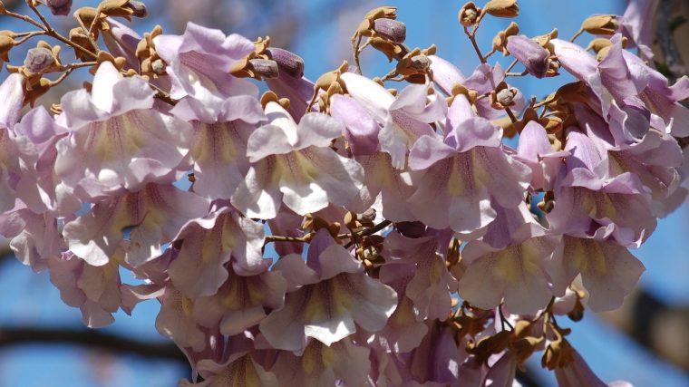 L'importance de la taille du paulownia pour une croissance optimale