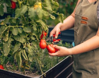 guide pour planter des tomates en pleine terre
