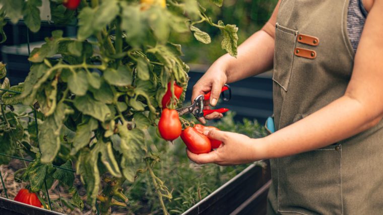 guide pour planter des tomates en pleine terre