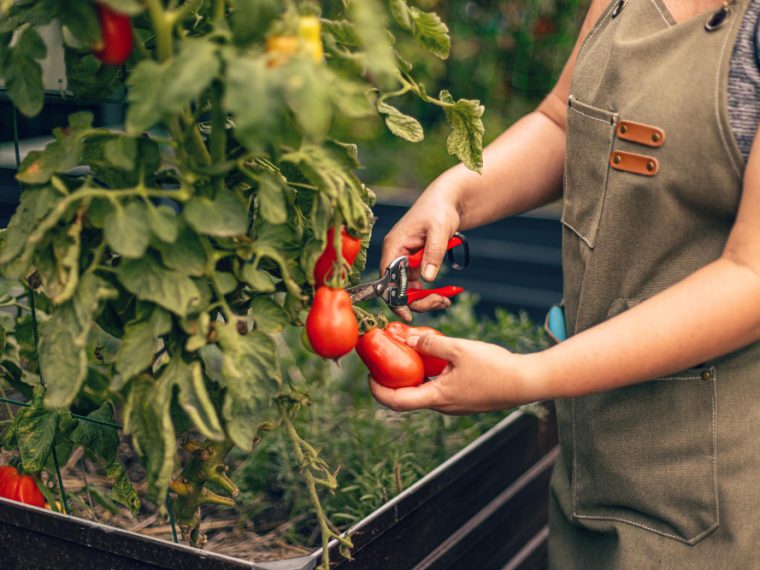 guide pour planter des tomates en pleine terre