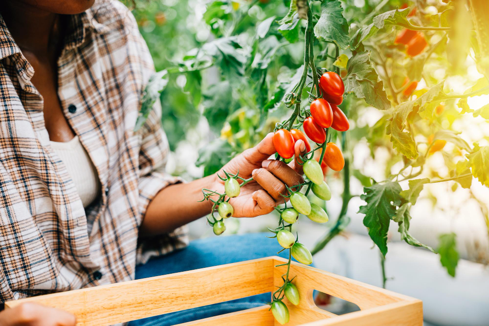 guide pour planter des tomates en pleine terre