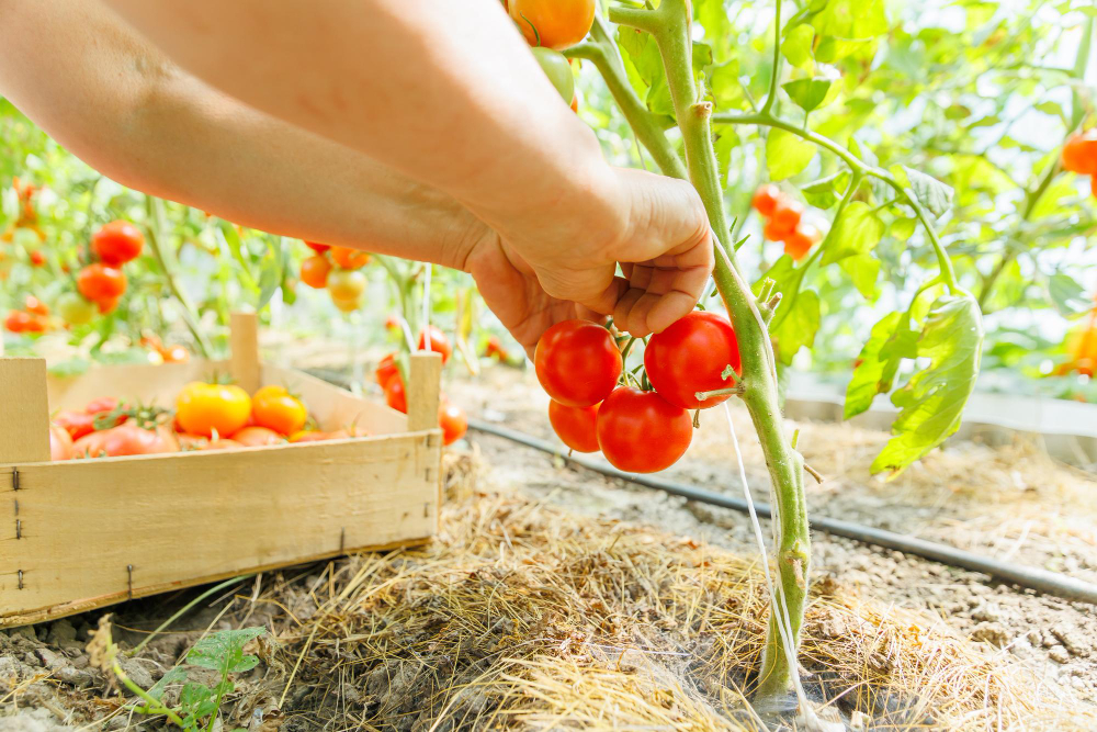 planter des tomates en pleine terre pour une récolte abondante